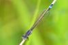 Ischnura elegans